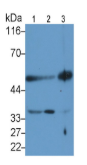胱天蛋白酶9(CASP9）单克隆抗体