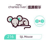 维通利华 SJL小鼠 SPF级