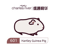 维通利华 Hartley Guinea Pig 豚鼠 SPF级