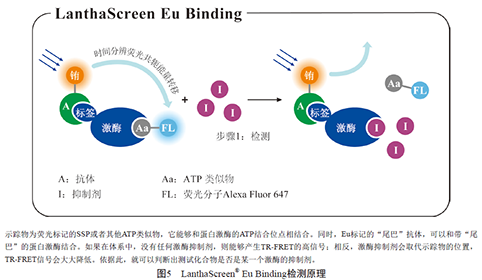 激酶抑制剂测试-激酶抑制剂检测方法详细介绍（三）