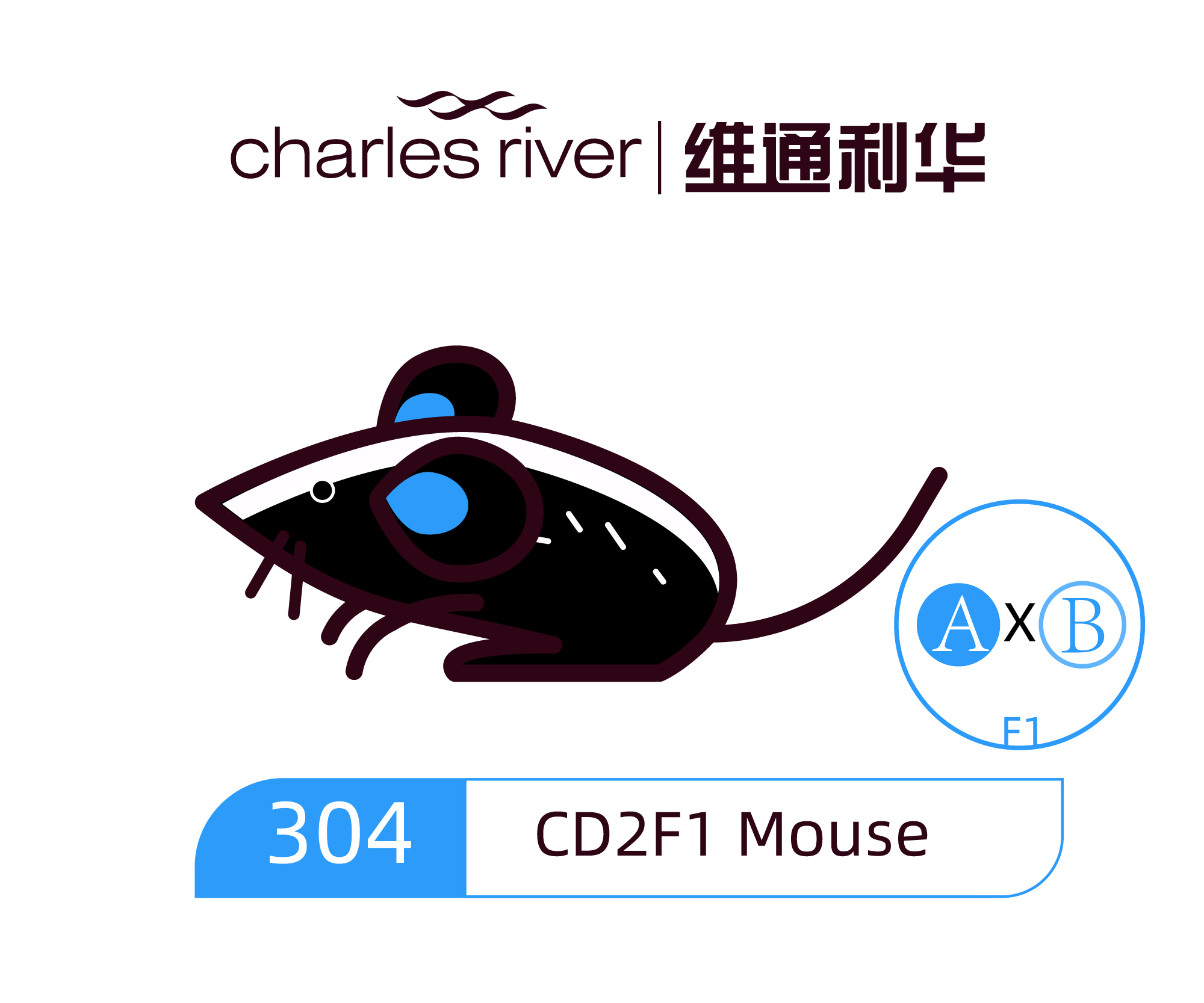 维通利华 CD2F1小鼠 SPF级 杂交系