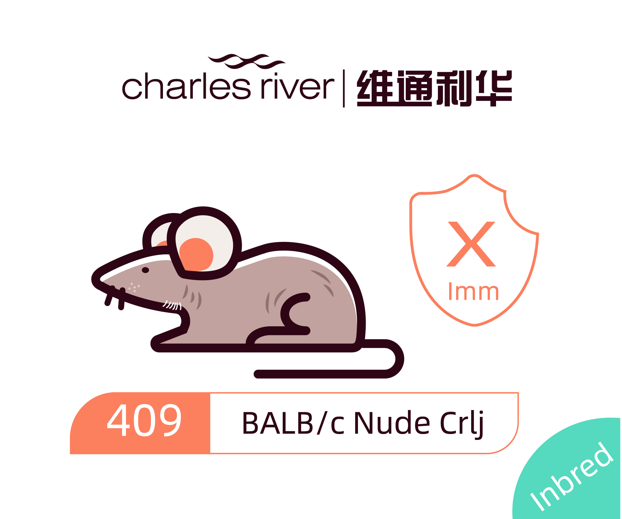 维通利华 BALB/c Nude Crlj 裸鼠 SPF级 裸小鼠 balbc nude 免疫缺陷