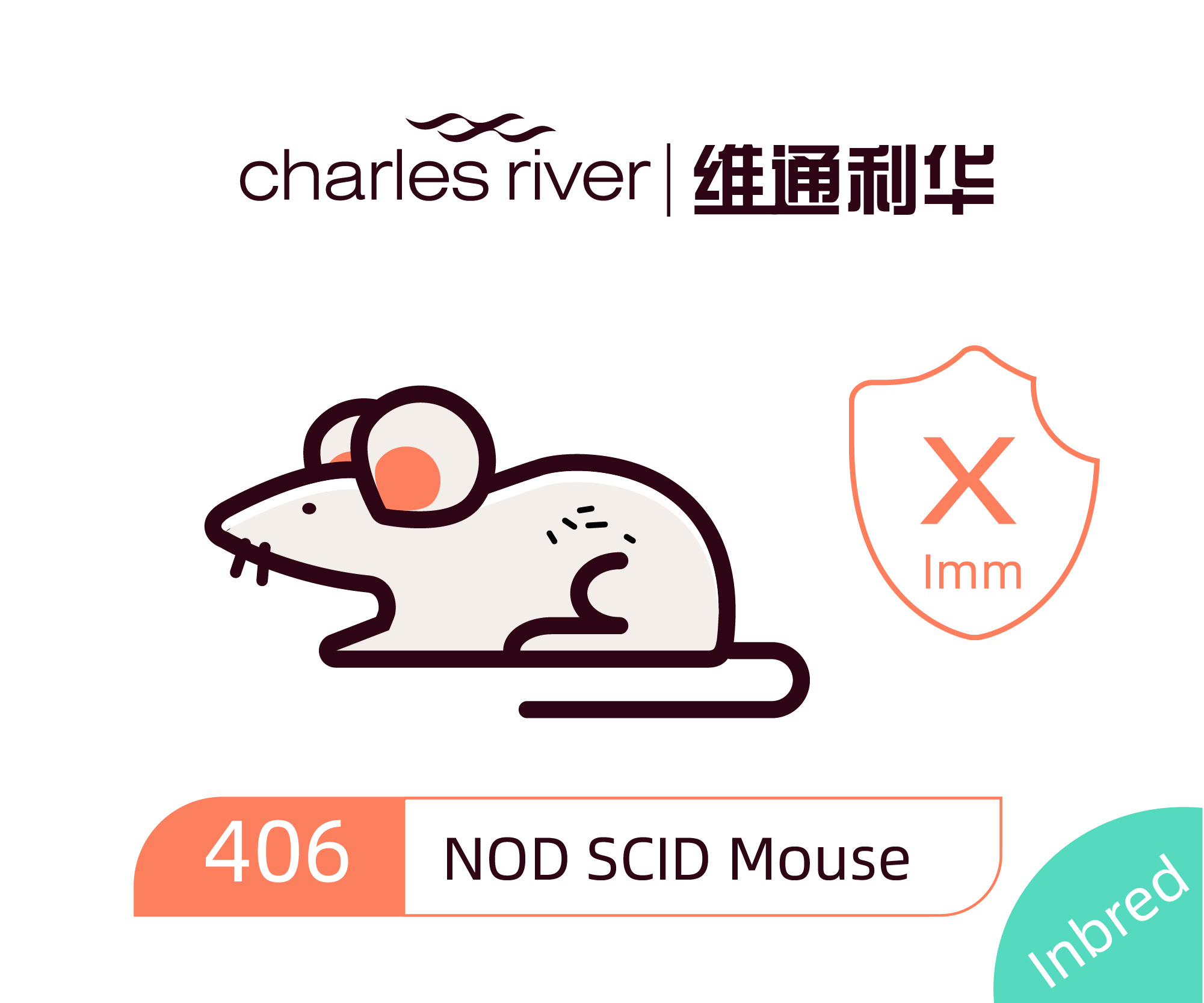 维通利华 NOD SCID小鼠 SPF级 免疫缺陷