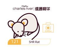 维通利华 SHR 高血压大鼠模型 SPF级