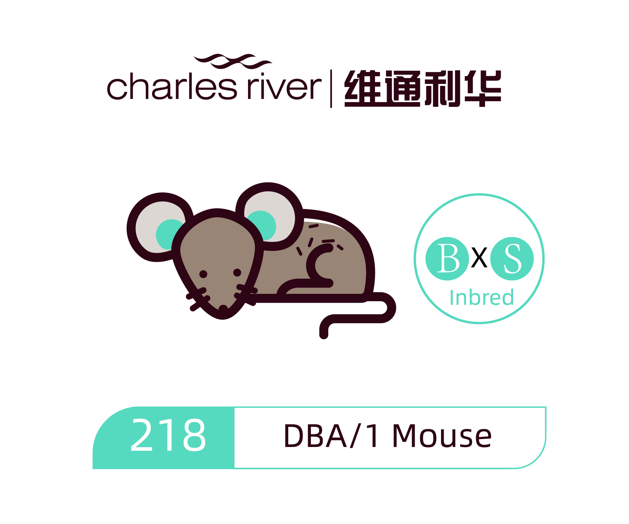 维通利华 DBA/1小鼠 SPF级 DBA/1