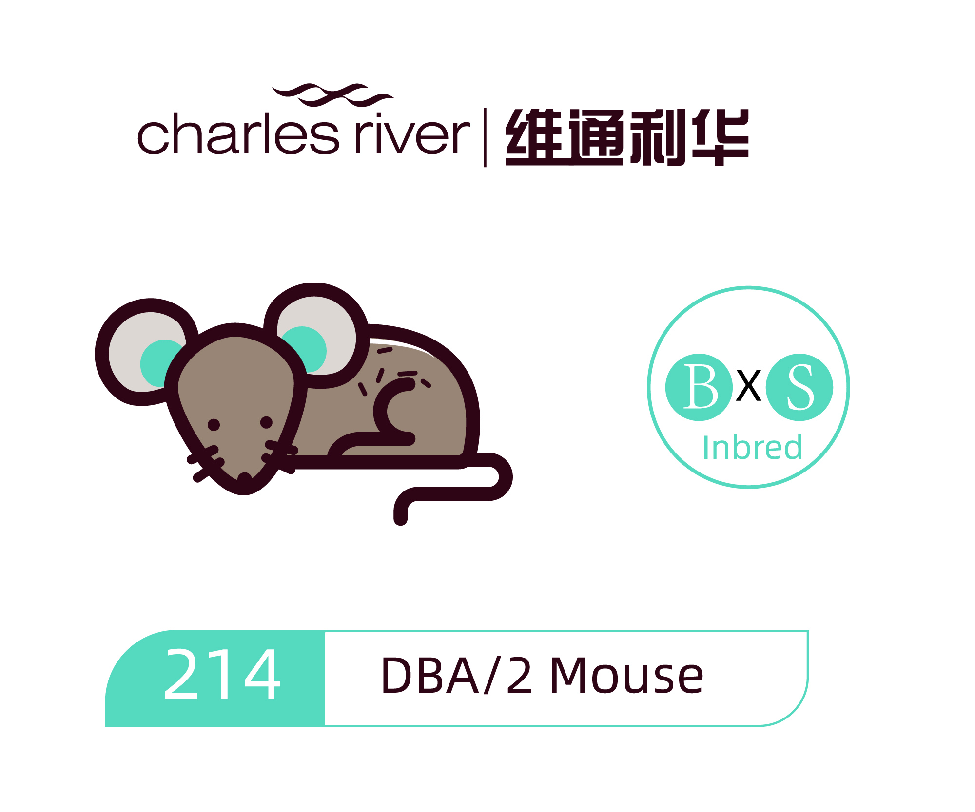 维通利华 DBA/2小鼠 SPF级 DBA/2