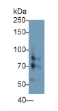 低氧诱导因子1α(HIF1α）单克隆抗体