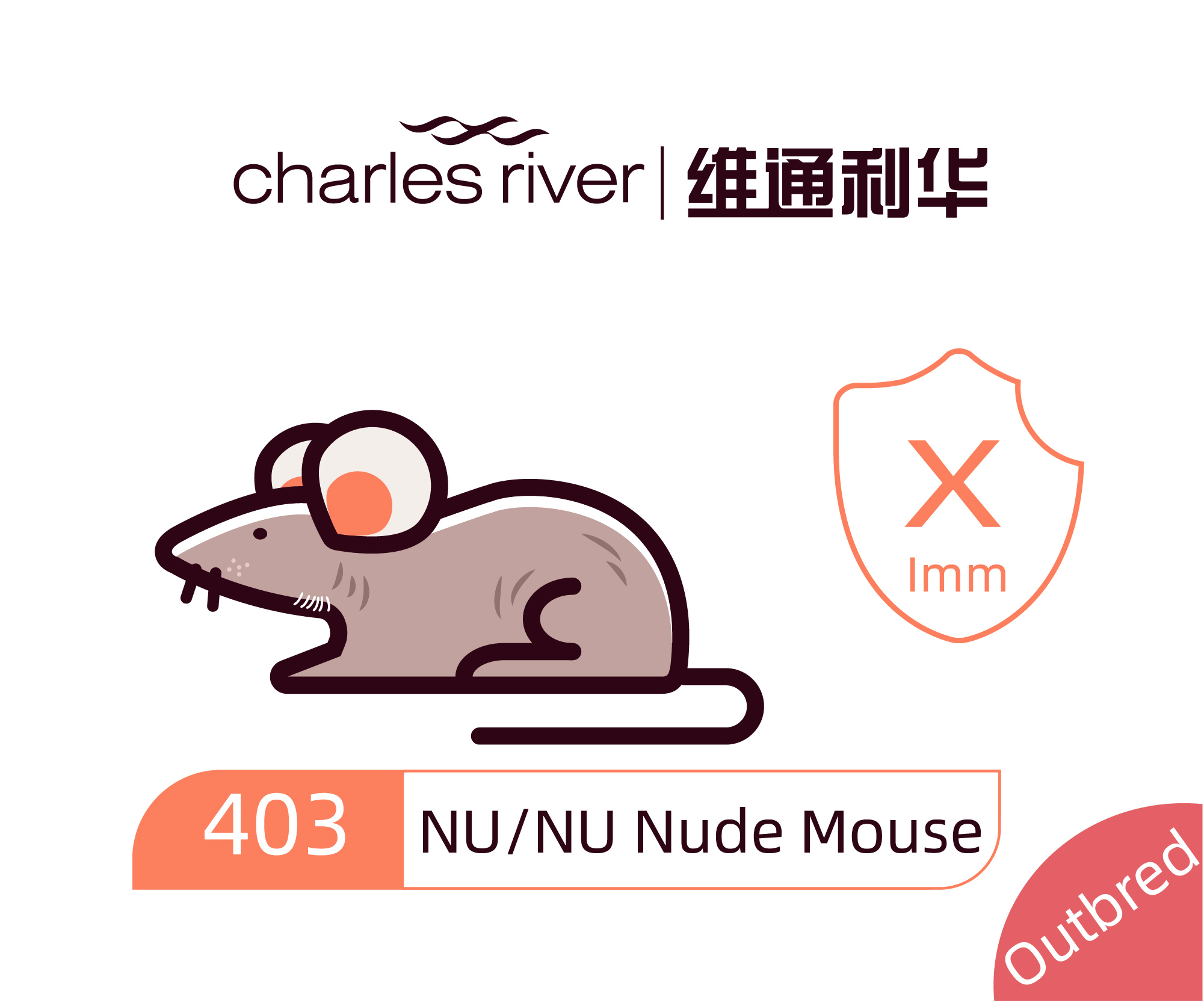 维通利华 NU/NU 裸鼠 SPF级 裸小鼠 NUNU