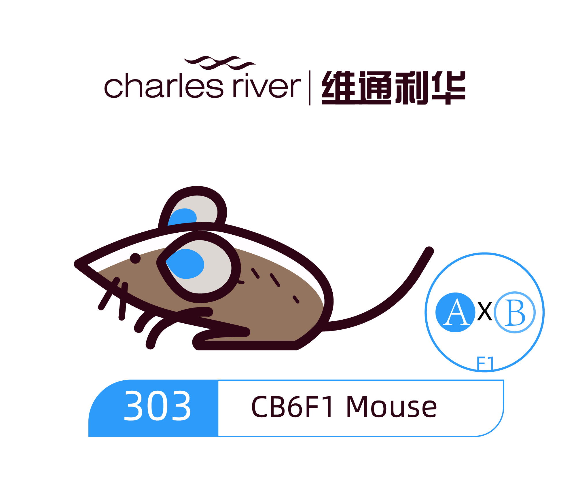 维通利华 CB6 F1小鼠 SPF级 杂交系