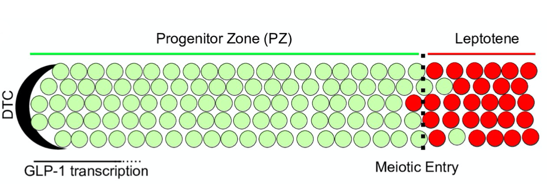一个蛋白可以直接调控多少个基因的表达？怎么得到？