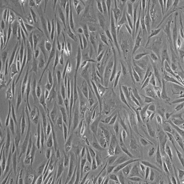 小鼠骨髓性白血病细胞