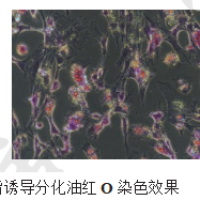 间充质干细胞(MSC)成脂诱导分化图 镜像绮点(Cellverse)