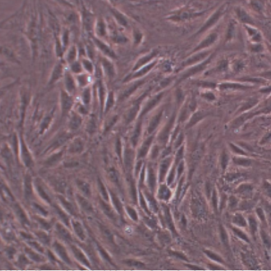 小鼠足细胞