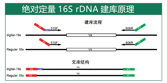 绝对定量16S rDNA-seq