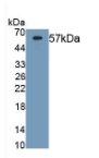 唾液淀粉酶α1(AMY1A)单克隆抗体