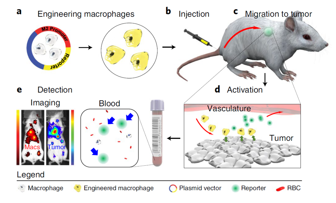 基于免疫细胞的肿瘤诊断新方案
