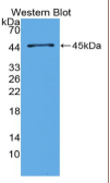 胆囊收缩素(CCK）单克隆抗体