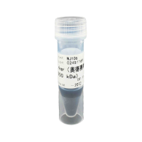 WJ106L 双色预染蛋白Marker 10 kDa~250 kDa(250 μl×2)