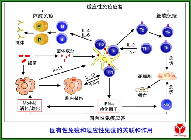 免疫 細胞 性