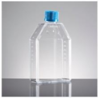 BD falcon 细胞培养瓶25cm2 50ml斜颈 透气盖