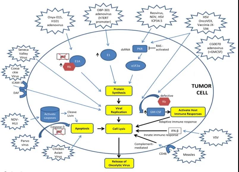 溶瘤病毒剖析|由恒瑞OBP301的合作终止开始……