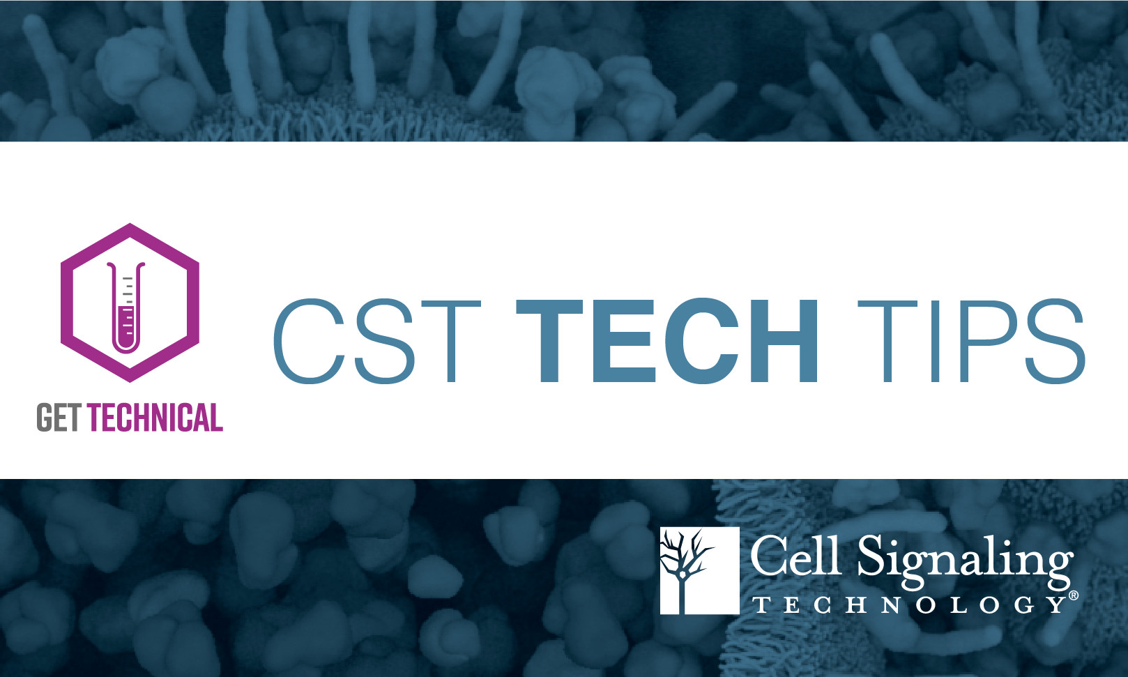 CST Tech Tips - 免疫组化 (IHC) 的组织对照