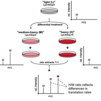 SILAC定量蛋白质组学服务