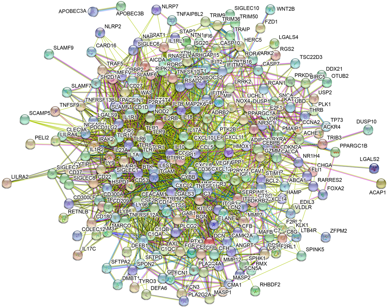 蛋白互作网络（PPI）
