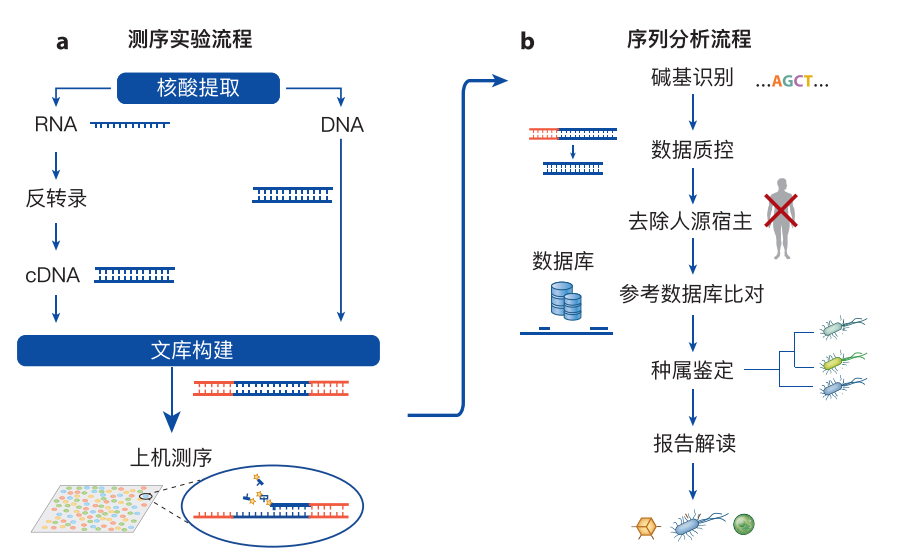 宏基因组测序mngs引领病原微生物检测新时代