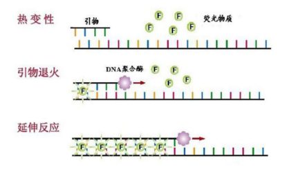 PCR疑难问题粉碎机（二）——荧光定量PCR