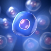 原代细胞永生化