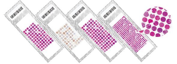 【中科光华】病理科研实验服务介绍