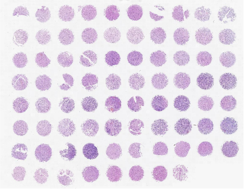 【中科光华】组织切片全片扫描免费试用啦