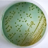 Bacillus methylotrophicus 甲基營養型芽孢桿菌