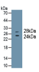 CD8a分子(CD8a）单克隆抗体