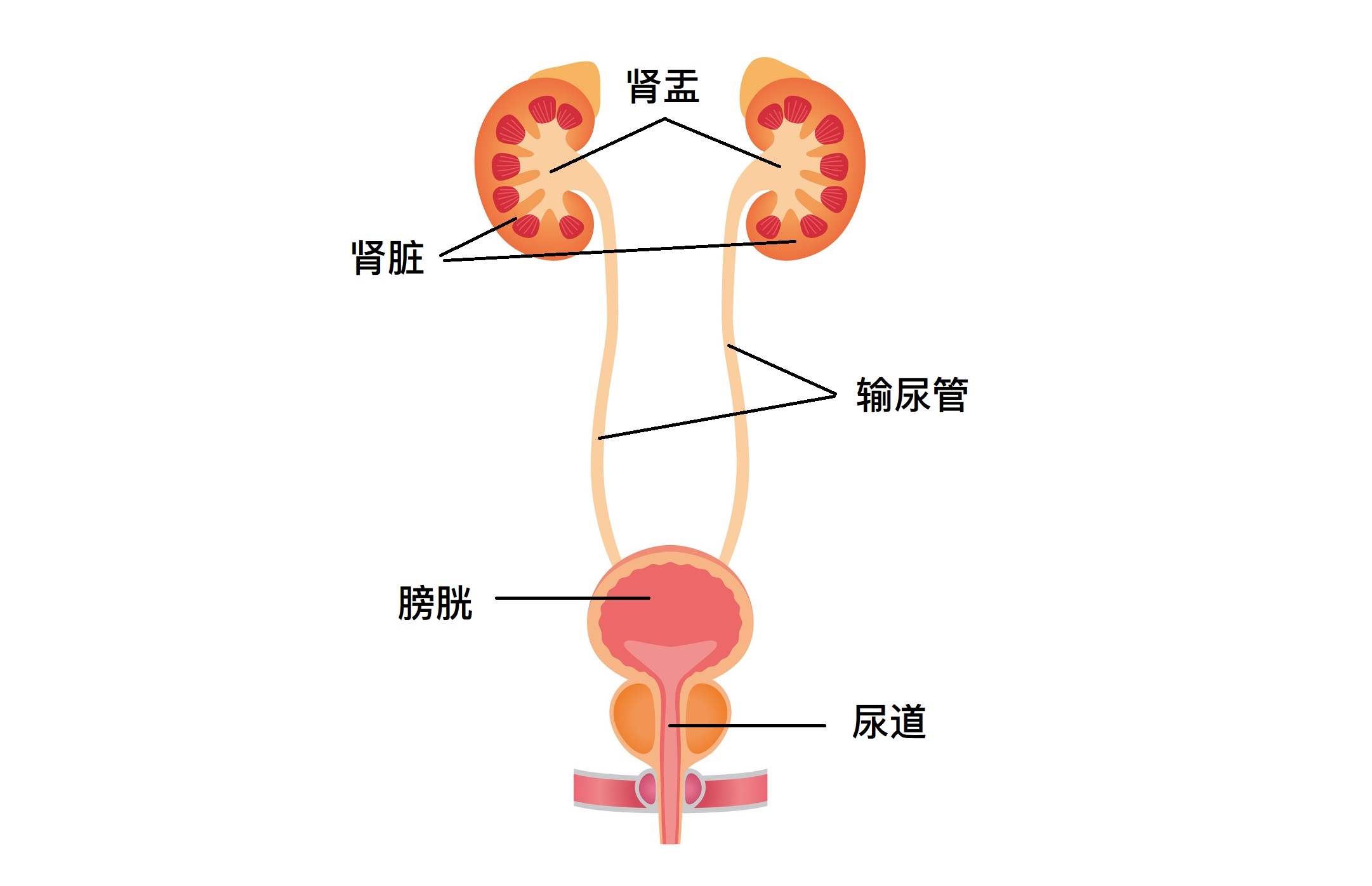 泌尿系统位置图图片