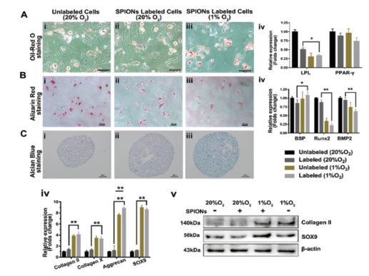 Ruskinn低氧工作站细胞领域研究——磁共振成像（MRI）示踪低氧预处理骨髓间充质干细胞修复关节软骨损伤的研究