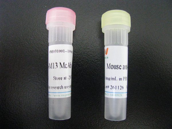 α-Tubulin (DM1A) Mouse mAb