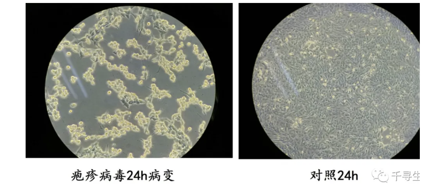 成功分离一株猫疱疹病毒，寻求疫苗、论文等合作开发