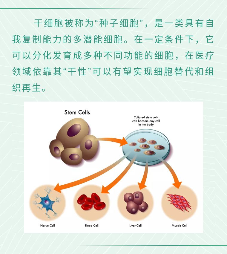 【拓普课堂】人骨髓间充质干细胞(hMSCs)之分离培养方法