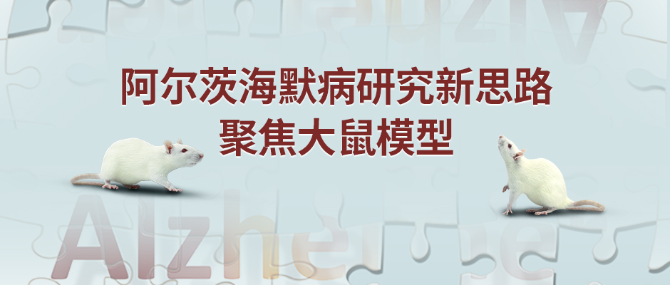 阿尔茨海默病研究新思路——聚焦大鼠模型