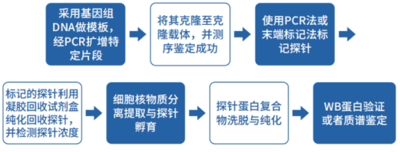 知无不「研」，一文读懂分子互作（核酸互作、蛋白互作、核酸-蛋白互作）！