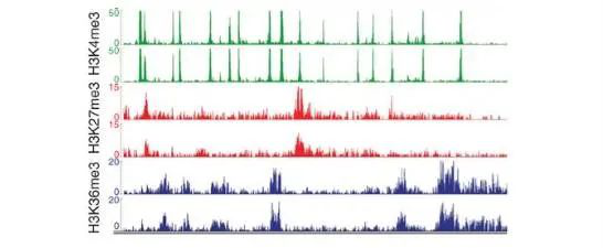 知无不“研”，一文读懂ChIP