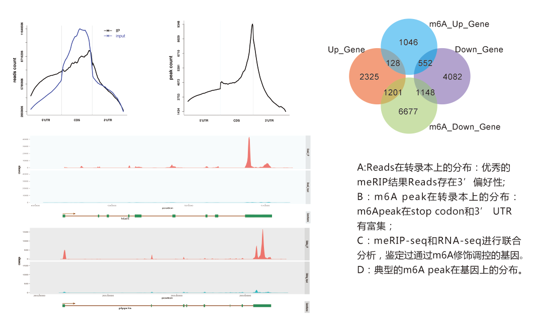 超低起始量Nano UMI MeRIP-seq