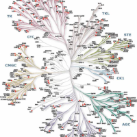 激酶谱筛选|激酶筛选|激酶谱