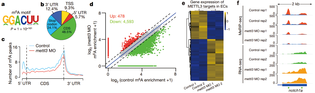 超低起始量Nano UMI MeRIP-seq