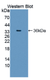 SHC-转化蛋白1(SHC1）单克隆抗体