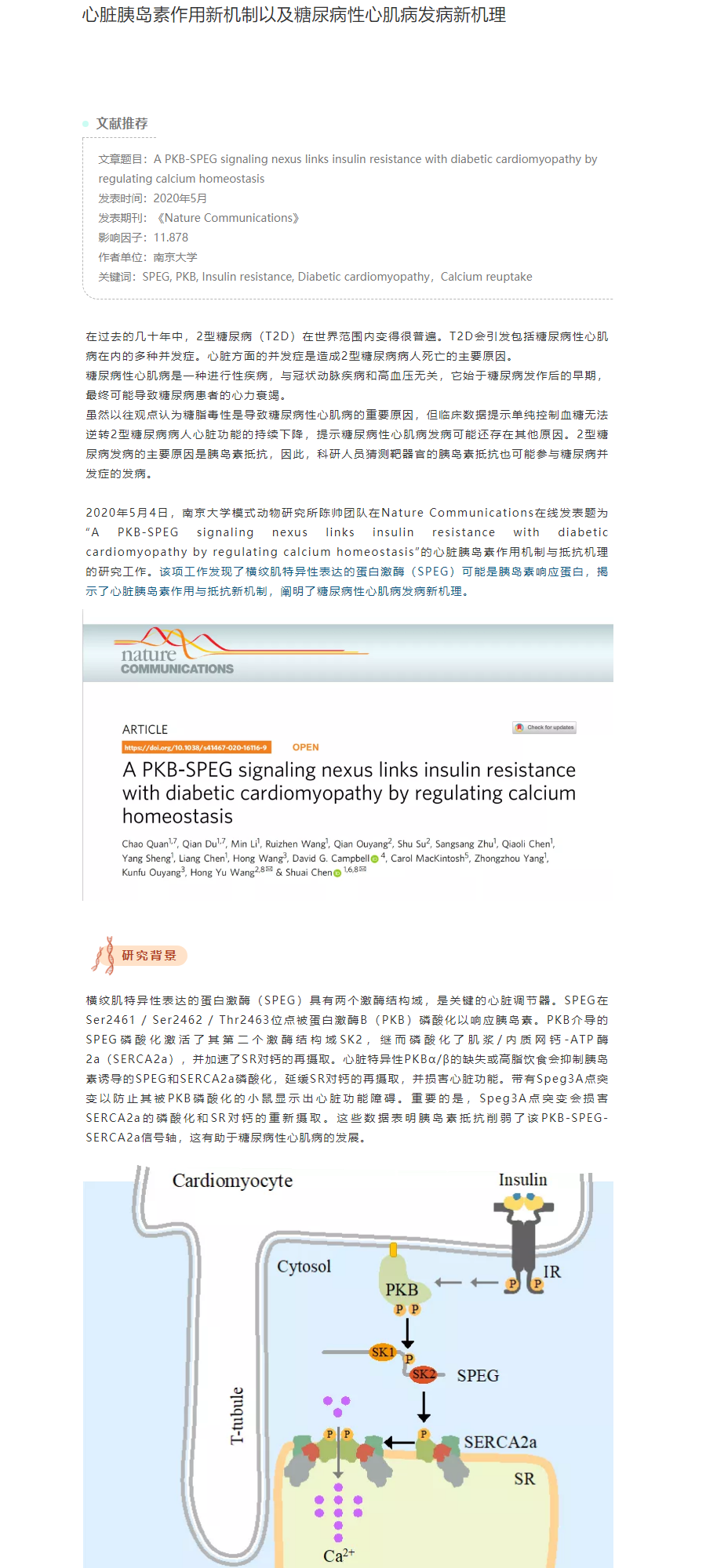 心脏胰岛素作用新机制以及糖尿病性心肌病发病新机理