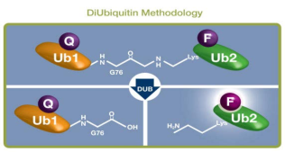 新型双泛素底物—精准检测去泛素化酶活性
