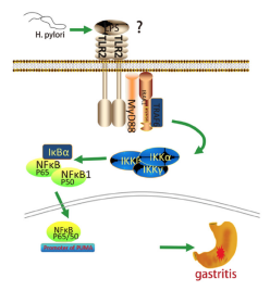 Baker Ruskinn厌氧工作站微生物厌氧领域研究——消化道微生物幽门螺杆菌